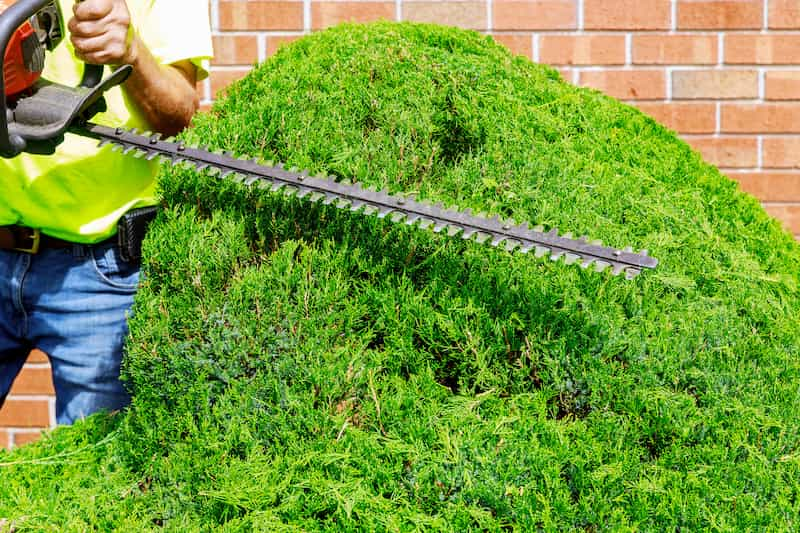 The Hidden Benefits of Professional Hedge Trimming for Your Property