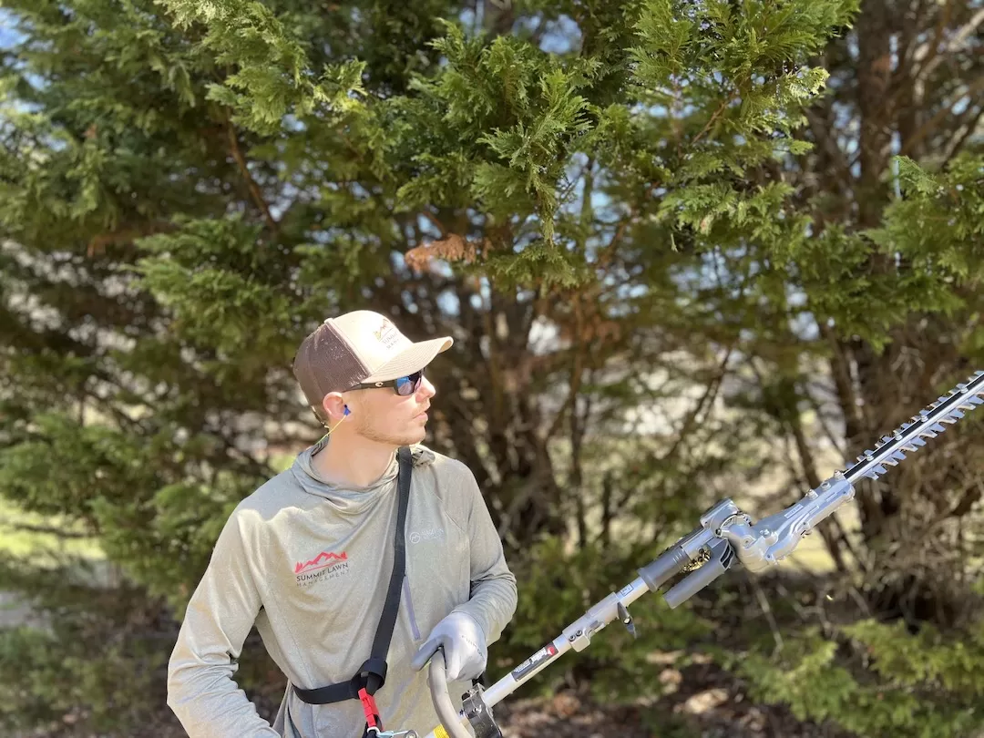 Hedge Trimming